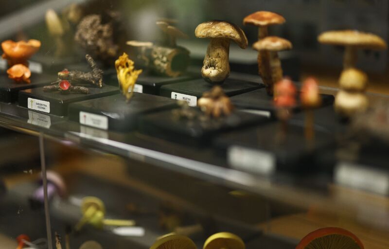Fungus samples are seen on display inside the Fungarium at the Royal Botanic Gardens in Kew, west London in 2023. The Fungarium was founded in 1879 and holds an estimated 380,000 specimens from the UK.