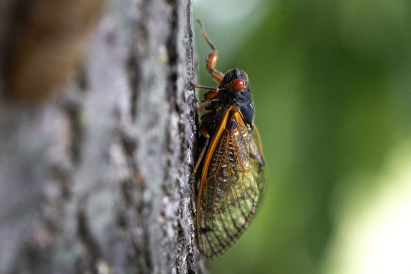 A cicada from a 17-year cicada brood clings to a tree on May 29, 2024, in Park Ridge, Illinois. The state experienced an emergence of cicadas from Brood XIII and Brood XIX simultaneously. This rare occurrence hasn't taken place since 1803.
